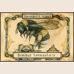 Мария Скородумова - "Шмель. Из серии Steampunk insect."
